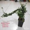 Bonsái de nieve de junio tigen de borde dorado acantilado miniatura floración árbol pequeño en maceta modelado de pila escritorio de oficina interior