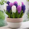 Venta al por mayor de fábrica Bulbos de jacinto Set hidropónico con botella Flores de cultivo en agua de invierno Plantas en maceta resistentes al frío Interior/Exterior