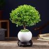Bonsái de Nanmu Rojo de Hoja Pequeña Pila Vieja Nanmu Dorado en Maceta Interior Escritorio Oficina Plantas Verdes Bueno para Cultivar Florales en Todas las Estaciones