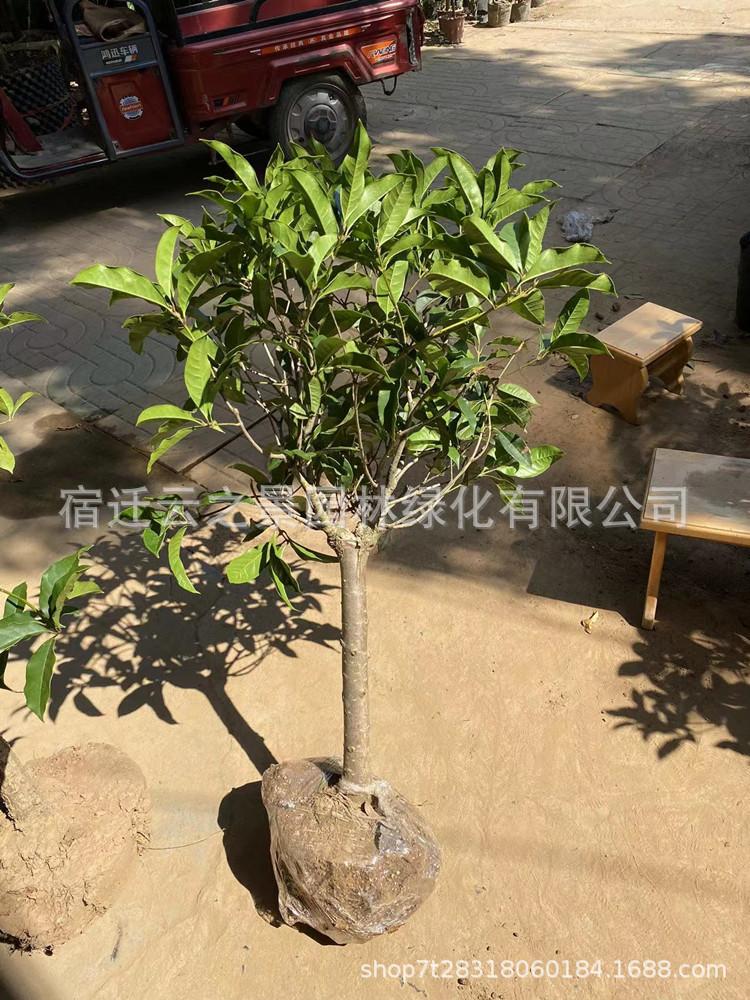 桂花打包3.jpg