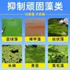Pastillas para eliminar algas de acuario, pastillas purificadoras de agua, para eliminar algas verdes, algas negras, algas verdeazuladas y algas filamentosas; suministros de limpieza para acuarios; removedor de algas