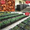 Bulbos de Tulipán, Tulipanes Holandeses, Bulbos Grandes Multicolor, Ajardinamiento de Parques, Cultivo en Suelo, Cultivo Hidropónico, Tulipanes Fáciles de Cultivar