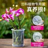 Vaso Especial para Phalaenopsis Plástico Transparente Espessado Resina de Orquídea Respirável Anti-Podridão das Raízes Casa Varanda Vasado Grande