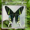 Adornos de Espécimenes de Mariposa Real con Alas Extendidas Espécimenes de Insectos Libélula Insectos Reales Regalos Creativos de Cumpleaños para Estudiantes Mai Taibo Transparente