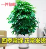 Planta en Maceta de Madera Pie de Pato Bafanglaicai Planta Verde Grande Planta Verde de Interior Árbol del Dinero Purificar el Aire Madera Pie de Pato Al por Mayor