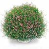 Sementes de Vaso Explosivo Florescem Continuamente, Plantio de Quatro Estações Interno e Externo, Plantas de Vaso Fáceis de Cuidar, Sementes de Flores