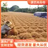 Tapete Personalizado Transfronteiriço de Fibra de Coco e Fibra de Palma para Preenchimento de Vasos de Flores, Retenção de Calor, Embelezamento, Tapete Macio de Fibra de Coco, Tapete de Solo de Rattan