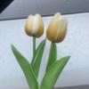 Paquete pequeño no se cae cabeza de flor Tulipán ramo de simulación un manojo de 10 productos de tercera generación mejora