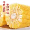 10 Piezas de Maíz Amarillo Glutinoso del Noreste, Empacado al Vacío, Maíz Glutinoso Dulce Fresco, Suave y Pegajoso, Sin OGM, Mazorcas de Maíz Pegajosas