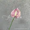 Flor de antúrio vermelha única em formato de gota, adequada para arranjos florais de casamento e decoração de casa