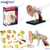 Modelo de anatomía humana 4D MASTER cerebro corazón globo ocular oído hueso pélvico articulación de la rodilla modelo muscular