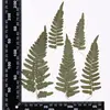 Colección de Hojas Secas, Pegatinas DIY de Hojas Reales, Especímenes de Plantas, Flores Reales, Flores Secas, Materiales para Marcapáginas de Fundas de Teléfono en Relieve