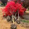 Planta en maceta de plántula de arce rojo japonés Auténtico Arce rojo chino Árbol grande Patio Danza Roja de Cuatro Estaciones Muchacha Bonsái Rojo Rojo