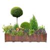 Dropshipping Flor Espejo Planta Árbol de Cera de Sichuan y Yunnan Ligustrum Oro Brillante Ciprés Azul Hielo Serie Piruleta Planta en Maceta Estilo Jardín