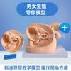 Cateterismo humano simples anatomia genital interna e externa e modelo de cateterismo feminino sistema urinário masculino sistema reprodutor