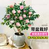 Planta de camelia Xiangfei en maceta con brotes, flor roja de cinco colores, fácil de cultivar en interiores y que florece en todas las estaciones.