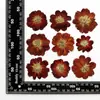 Enxofre crisântemo flor seca flor pressionada planta espécime pintura material pacote cola por gotejamento photo frame marcador pressionado flor lâmpada de mesa material de flor atacado