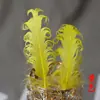 5 Peças de Penas de Ganso Coloridas Enroladas Naturais de Ganso Grandes Flutuantes Acessórios para Joias DIY Feitos à Mão Acessórios para Penteados de Noiva Penas