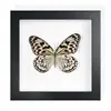 Mariposa Real, Especie Preciosa de Verano, Mariposa Rara, Mariposa Pequeña de Cinta Verde, Adorno de Escritorio, Espécimen de Regalo, Pintura Decorativa, Espécimen de Mariposa