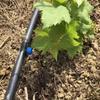 Gotejador com Compensação de Pressão Árvore Frutífera Jardim Irrigação por Gotejamento 4L8L Gotejador Removível e Lavável Gotejador de Irrigação por Gotejamento Agrícola