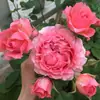 Hacker Queen Jugo Rosa Maceta Balcón Patio Villa Flor Planta Cuatro Estaciones Dropshipping