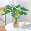 Planta de Filodendro em vaso é tolerante à sombra e fácil de cuidar, uma planta de interior hidropônica, Monstera, perene e fácil de manter, uma boa planta de mesa