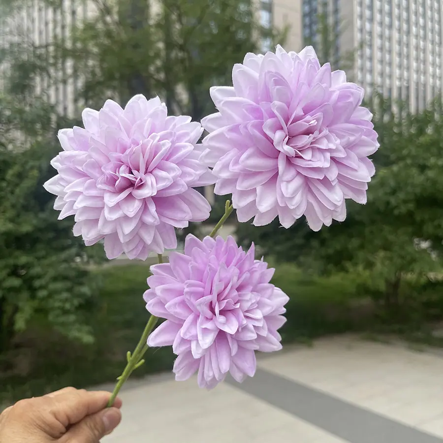 3头炫彩锦绣-xwmhx-中紫.JPG