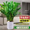 Árbol del Dinero Oficina Maceta Planta Alta Flor de Interior Sala de Estar Planta Verde Grande Venta al por Mayor Cadena de Dinero Árbol de la Fortuna