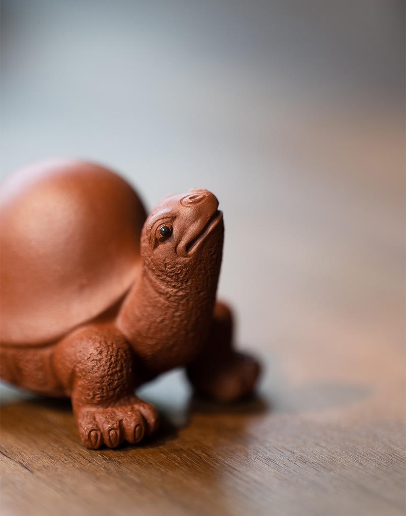 将军龟20210806 (8).jpg