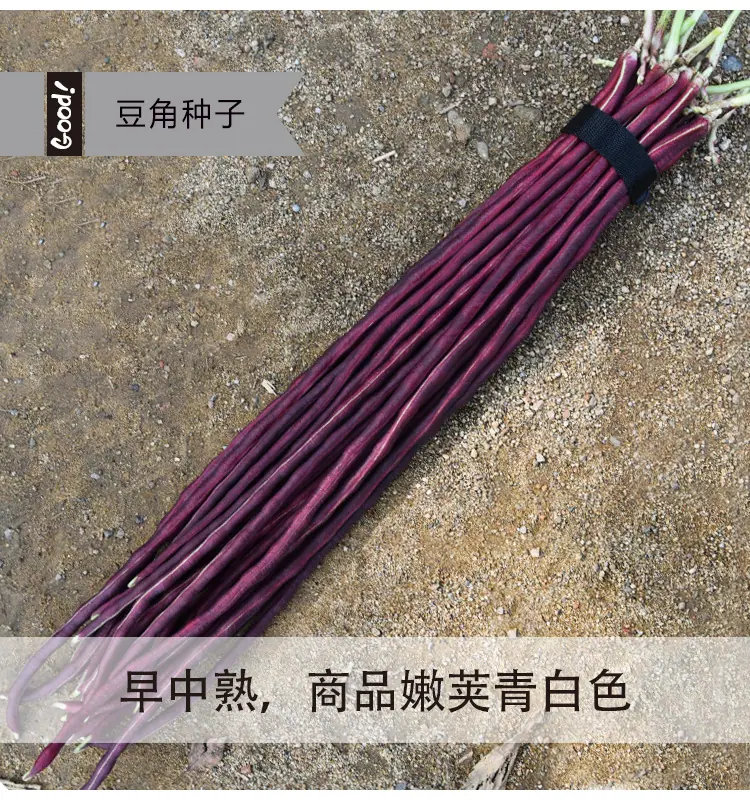 春秋红03-1