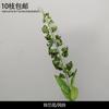 Decoración de Flores Artificiales Verdes Material de Flores de Hoja de Manzana Flor Exterior Planta Verde Hermoso Arreglo Chen Simulación de Hoja de Tortuga Arte Floral para Boda