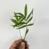 Materiais DIY Paisagem em Miniatura Garrafa Planta Pequena Única Recipiente de Chuva Paludário Grama de Folha Líquida Pedra de Água para Cima Cenário de Rochas
