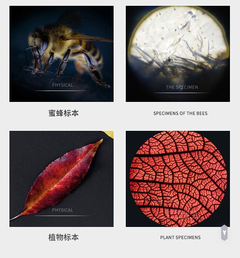 显微镜详情-绿紫_15.jpg