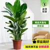 Ave-do-Paraíso Planta Verde em Vaso Planta Grande de Interior para Sala de Estar de Chão Árvore Real Planta de Escritório Dalu Flor Strelitzia Reginae