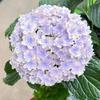 Una Planta de Semillero de Hortensia de una Sola Pieza para Dropshipping, Variedad 'Verano Infinito' Florece Todo el Año, Hortensia Fácil de Cultivar en Maceta para Jardín y Uso en Interiores