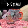 Peces Tropicales de Agua Dulce Vivos para Principiantes, Incluyendo Cíclidos, Peces Vivos con Envío Gratis