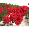 Plántulas de Azufaifo para Patio, Plantas en Maceta Cohete Rojo Americano, Flores para Patio de Villa, Plantas Verdes, Flores de Azufaifo en Maceta para Cuatro Estaciones