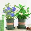 Plántulas de Flores en Maceta Copo de Nieve Azul Florecen en Todas las Estaciones, Plantas Trepadoras Ornamentales para Jardín de Balcón, Resistentes al Calor y Fáciles de Cuidar, Copos de Nieve Blancos