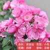 Plántulas de rosa, enredaderas trepadoras, plantas de floración de cuatro estaciones, enredadera, rosa, flor en maceta, flor extra grande, exterior, balcón, plantas verdes