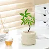 Planta de Mesa em Vaso Pessoa Preguiçosa Purifica o Ar Florais Internos Sala de Estar Escritório Plantas Verdes Estilo Ins Escandinavo Casa Nova
