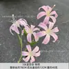 Nuevos Adornos de Decoración para el Hogar Flor de Lirio Dorada de 5 Cabezas Azul y Morado Guía de Camino de Boda Flor Artificial Camino de Fotografía