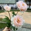 Nueva fábrica de flores de boda color champán hortensia rosa boda guía de camino flores falsas suaves al por mayor