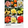 Orquídea Mariposa Monje Clivia Auténtica en Maceta Redonda con Capullos en la Sala de Estar y la Oficina Plántulas de Orquídea Florecen en Todas las Estaciones