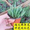 Set de Plantas Suculentas Bentlong: Maceta de escritorio para oficina Prunus con forma de ola con capullos suculentos en floración