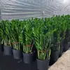 Fabricante produz plantas em vaso de dinheiro, árvores da sorte, plantas verdes, flores purificadoras de ar, bonsai de mesa para sala de estar interna