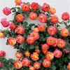 Plántulas Pequeñas de Rosa, Brotes de Rosa, Plantas Verdes con Flores para Balcón, Plantas de Interior en Maceta, Enredaderas Trepadoras con Flores Multitemporada de Fácil Cuidado