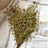[Flores de frutos de milheto secas] Flores de frutos de milheto secas douradas flores preservadas Flores eternas com flores de frutos de milheto galhos de garras de dragão