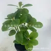 Camélia Folhas Falsas Folhas Falsas Artificiais Folhas de Bola de Alho Poró Cinza Plantas Decoração de Casamento Hotel Folhas