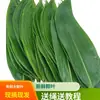 Hojas Frescas Grandes para Uso Doméstico, Hojas Anchas Grandes para Envolver Zongzi, Empacadas al Vacío, Hojas de Zongzi Silvestres de Jiangxi