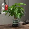 Árvore da Riqueza Trançada Planta de Interior em Vaso Terra para Flores Pequeno Bonsai Cultivado Planta Verde para Sala de Estar Escritório Vaso Cerâmico Pequeno